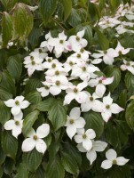 /album/galerie-photos/jfcdg6kervallan037-jpg1/