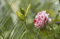 /album/galerie-photos/jfcdg21keralloche166-jpg1/