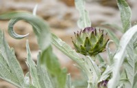 /album/galerie-photos/jfcdg21keralloche356-jpg1/