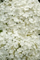 /album/galerie-photos/jfcdg25hbillant079-jpg1/