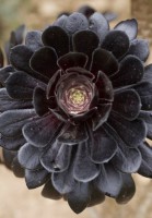 /album/galerie-photos/jfcdgmilin081-jpg1/