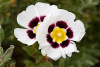 /album/galerie-photos/jfcdgmilin107-jpg1/